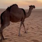 ناقه حايل كفو