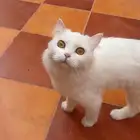 قطوه أنثى  لتبني