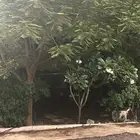 فرص استثمارية شتوية في تهامة