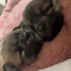 كلاب بومارينيان فوكس فيس