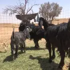 معزاء مواليد