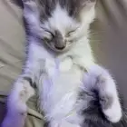 قط لتبني