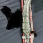 جنبيه ذريع صب فضه اقبل بدل او قطوع