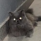 قط مفقود او ضايع