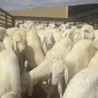 خرفان ضحياء