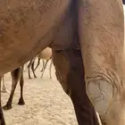 ناقه ملاقي