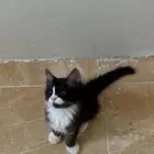 قطط شيرازي للبيع