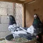 مجموعة حمام باكستاني
