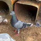 زوج قطايف للبيع قلاب