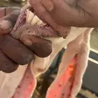 تيس هولندي