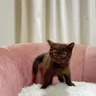 كيتن سكوتش سينامون ستريت للبيع شامل الاغراض السعر مميز