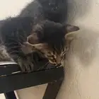 حيوانات قطط