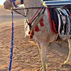 للبيع فرش شعبيه شيخه