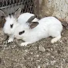 للبيع زوج ارانب نوعه كاليفورنيا