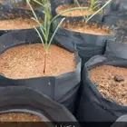 شتلات كميات بريه وزينه