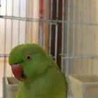 الببغاء المطوق الهندي