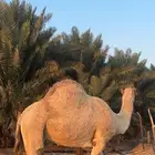 حايل له سنتين مالقحة