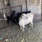 معزا ولد