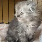قط سكوتش فولد لونق هير