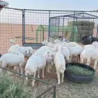 رخال حريه مراح واحد