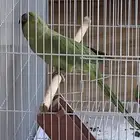 دره هندي (اناث) شرط انتاج وصحه وحجم ( تم البيع)