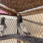 حمام تيدي بيور