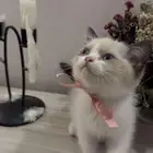 قط كيتن راغدول