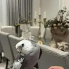 ببغا كوكتيل دوبه ف اول شبابه اتوقع انه ذكر لأنه يغرد و صوت