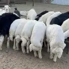 طليان بلدي كفو نظيفه