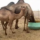للبيع البكرا الحمرا