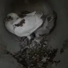 حمام فرنسي سوبر جامبو منتج