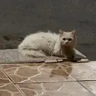 قطة ضائعه في ينبع