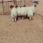 العدد 5 خرفان طيبات