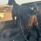 عنز حايل للبيع