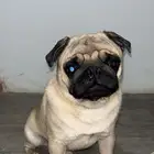 كلب بق للبيع