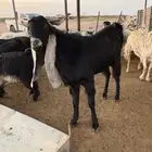 للبيع تيس معرف