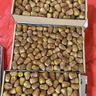 تمر سكري مفتل للبيع