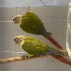 زوج كنيور اناناس