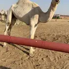 قعود يدخل جذع سلالته قويه