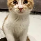 قطط تبني