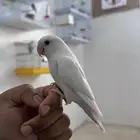 روز البينو اليف