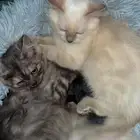 قطه هملايا