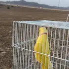 طير مفقود دره