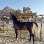 فرس ومهره وحصانين