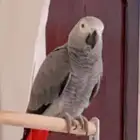ببغاء كاسكو متكلم