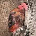 ديك كفو