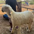 نجدي ابيع مشروع فحل