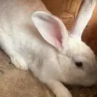 ارانب بلدي منتجه