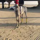 حصان شعبي كفو .