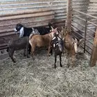 تيوس جنوبية وتيس عارضي